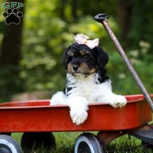 Princess, Yorkie Poo Puppy